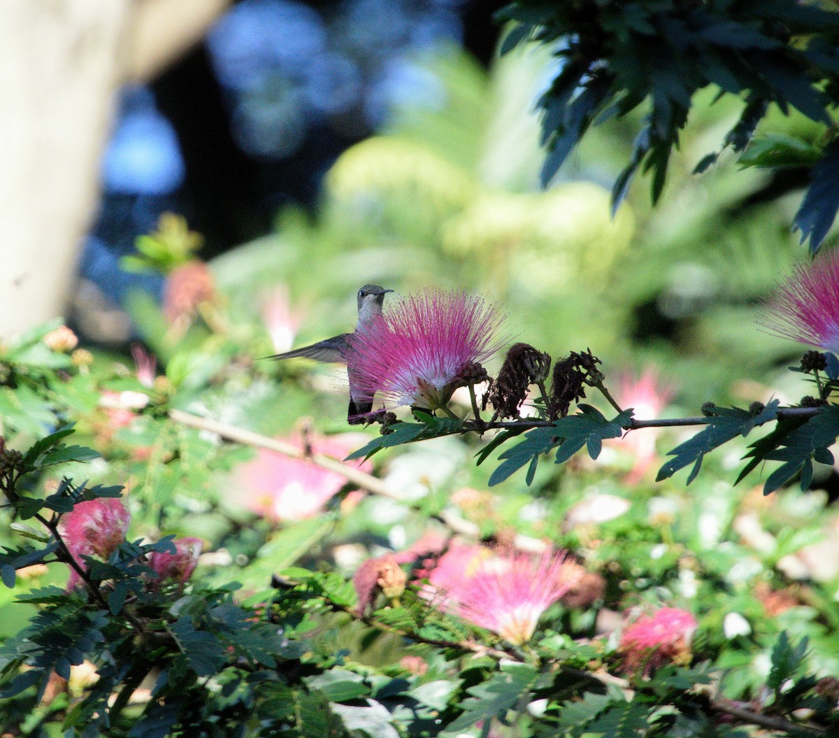 Ruby-throated Hummingbird - ML646469641