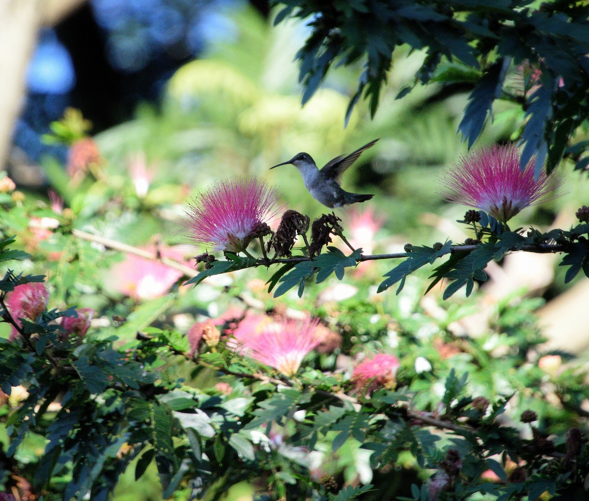 Ruby-throated Hummingbird - ML646469642