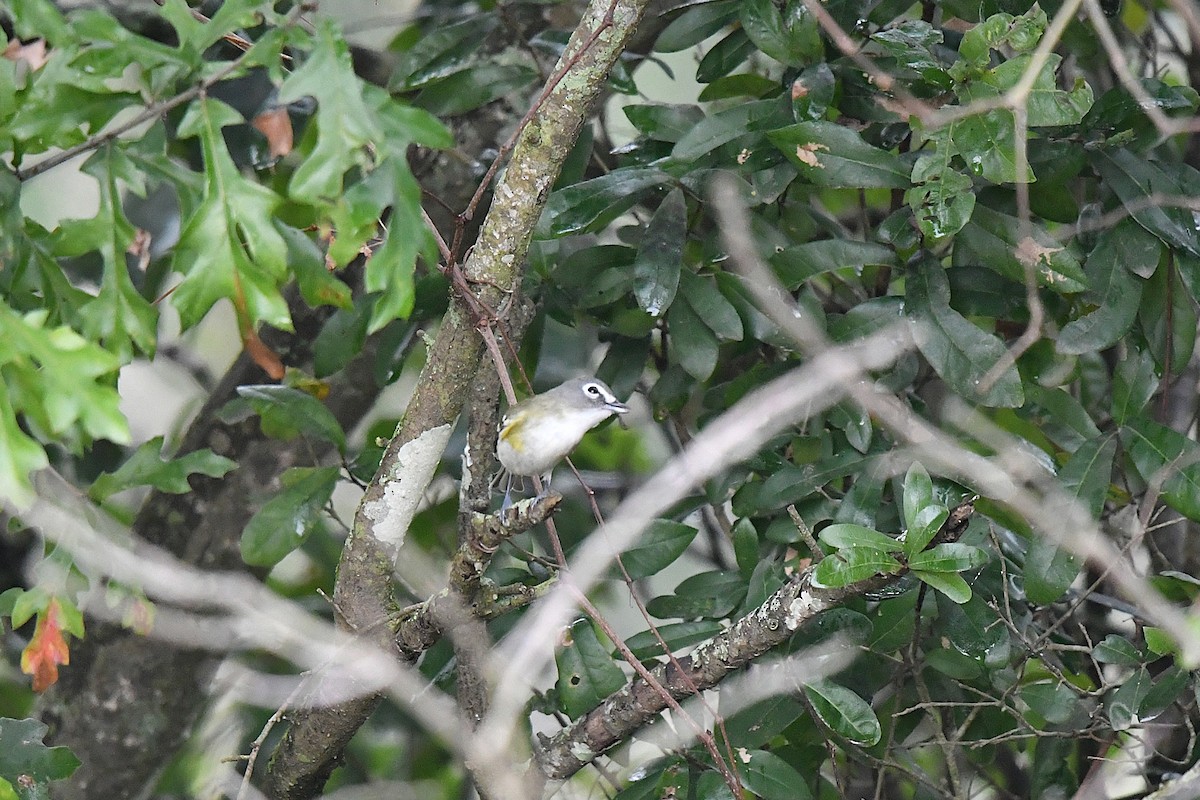 フタスジモズモドキ - ML646469644