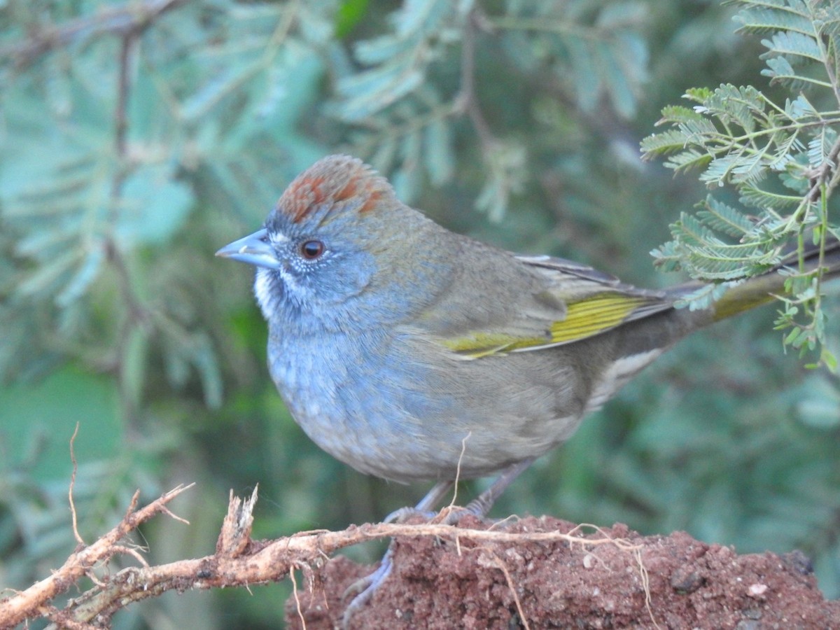 Green-tailed Towhee - ML646469645