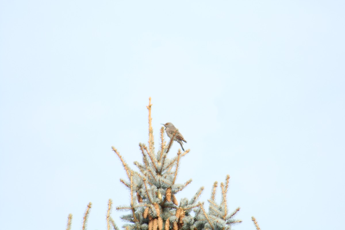 Шилоклювый дятел - ML646469648