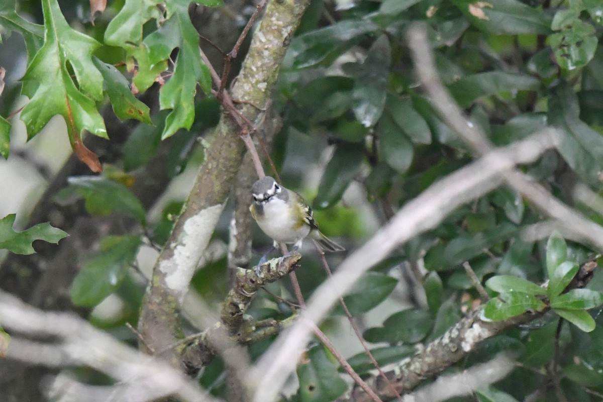 フタスジモズモドキ - ML646469650