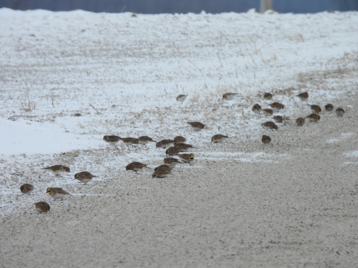 Horned Lark - ML646469652