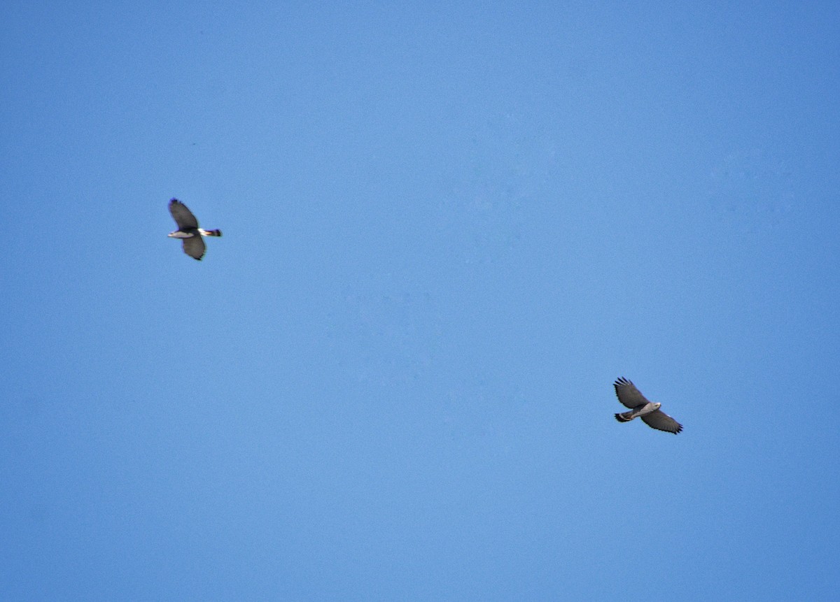 Gray Hawk - ML646469653