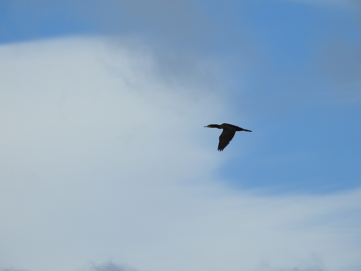 Great Cormorant - ML646469658