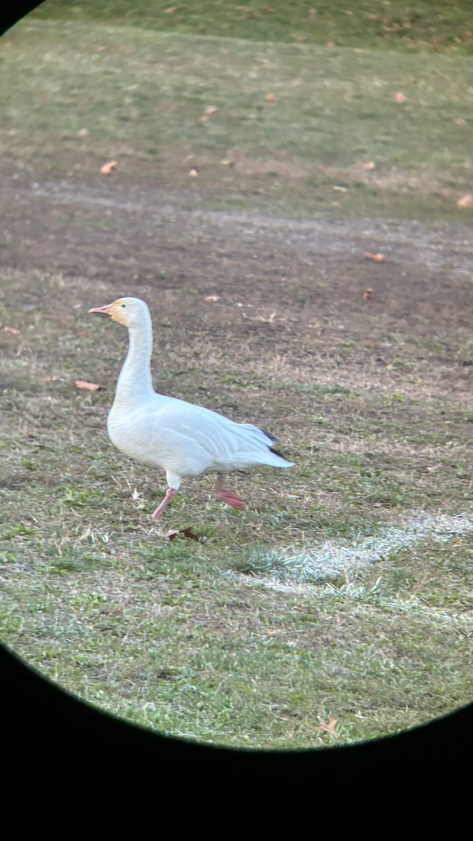 Snow Goose - ML646469660