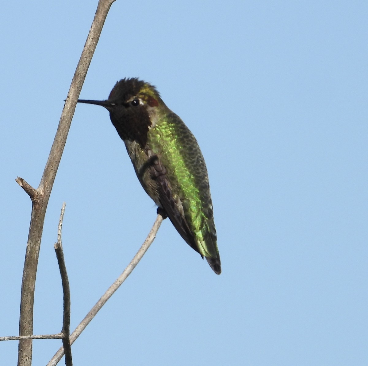 Anna's Hummingbird - ML646469662