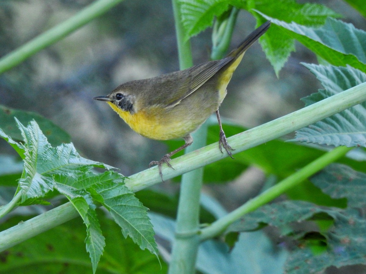 Common Yellowthroat - ML646469663
