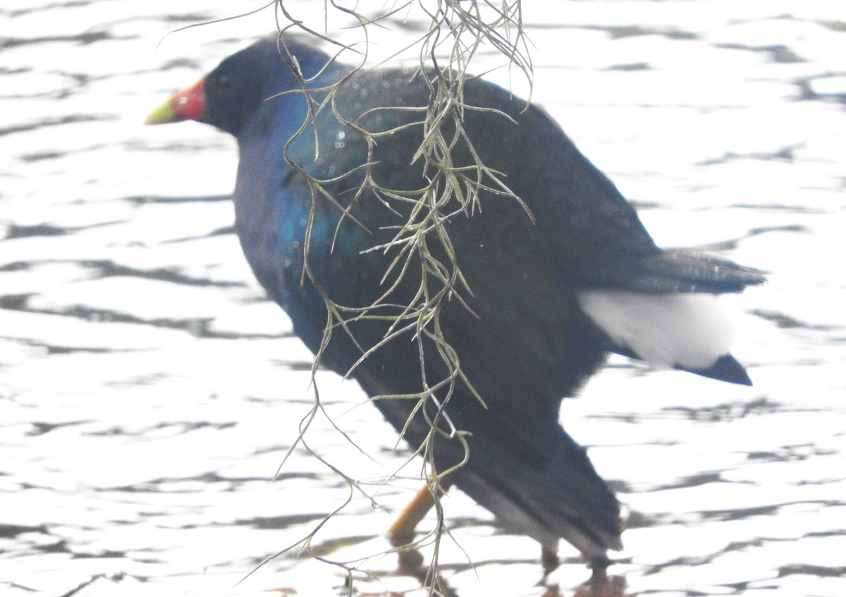 slípka žlutonohá - ML646469664