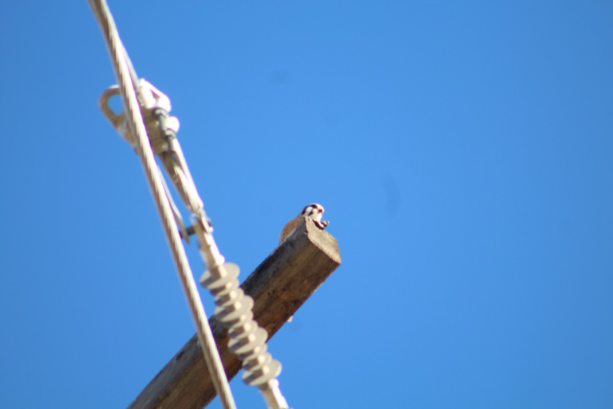 Воробьиная пустельга - ML646469667