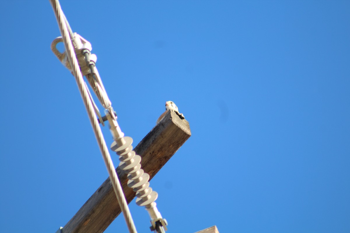 Воробьиная пустельга - ML646469668