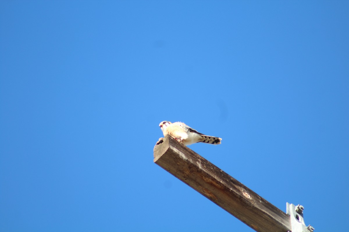 Воробьиная пустельга - ML646469670