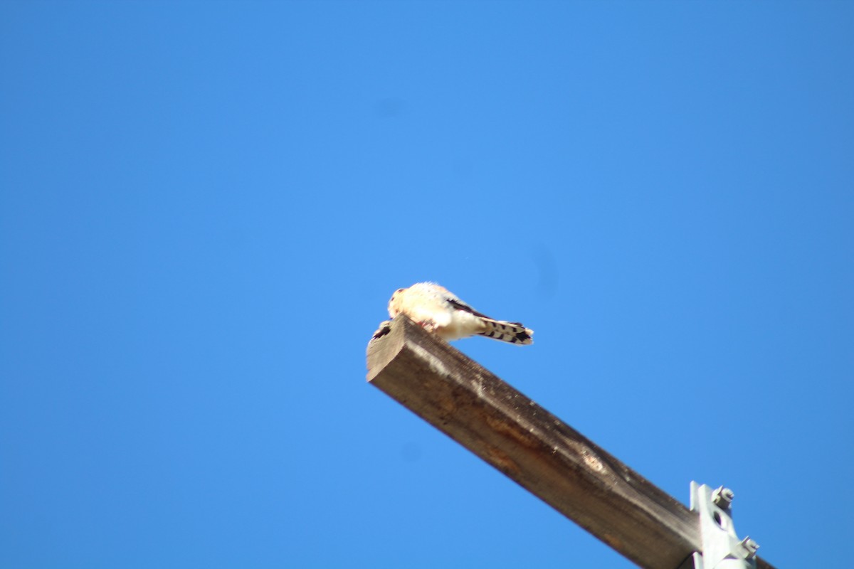 Воробьиная пустельга - ML646469671