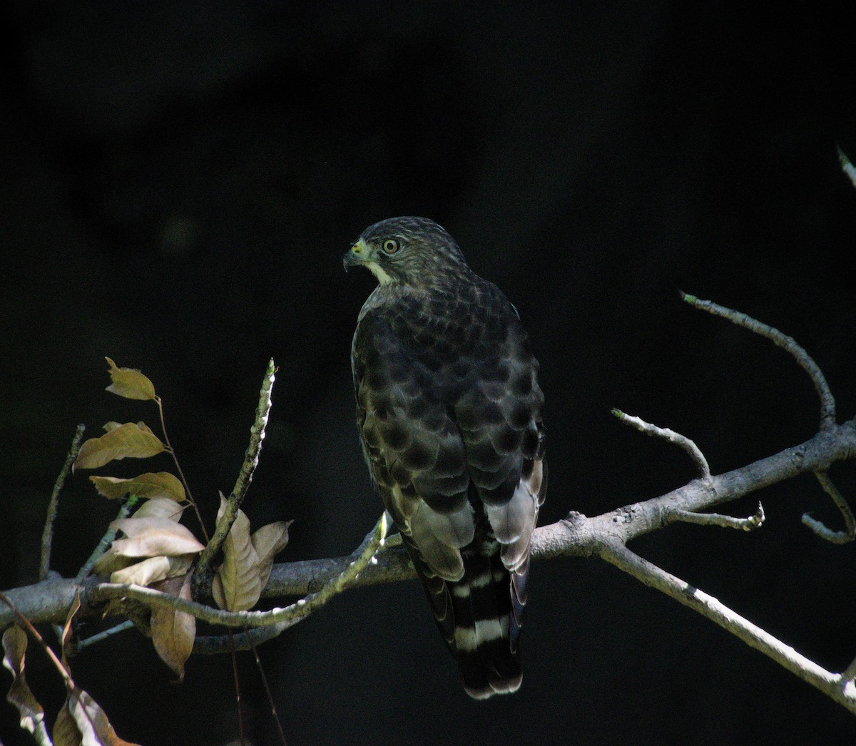 Broad-winged Hawk - ML646469674