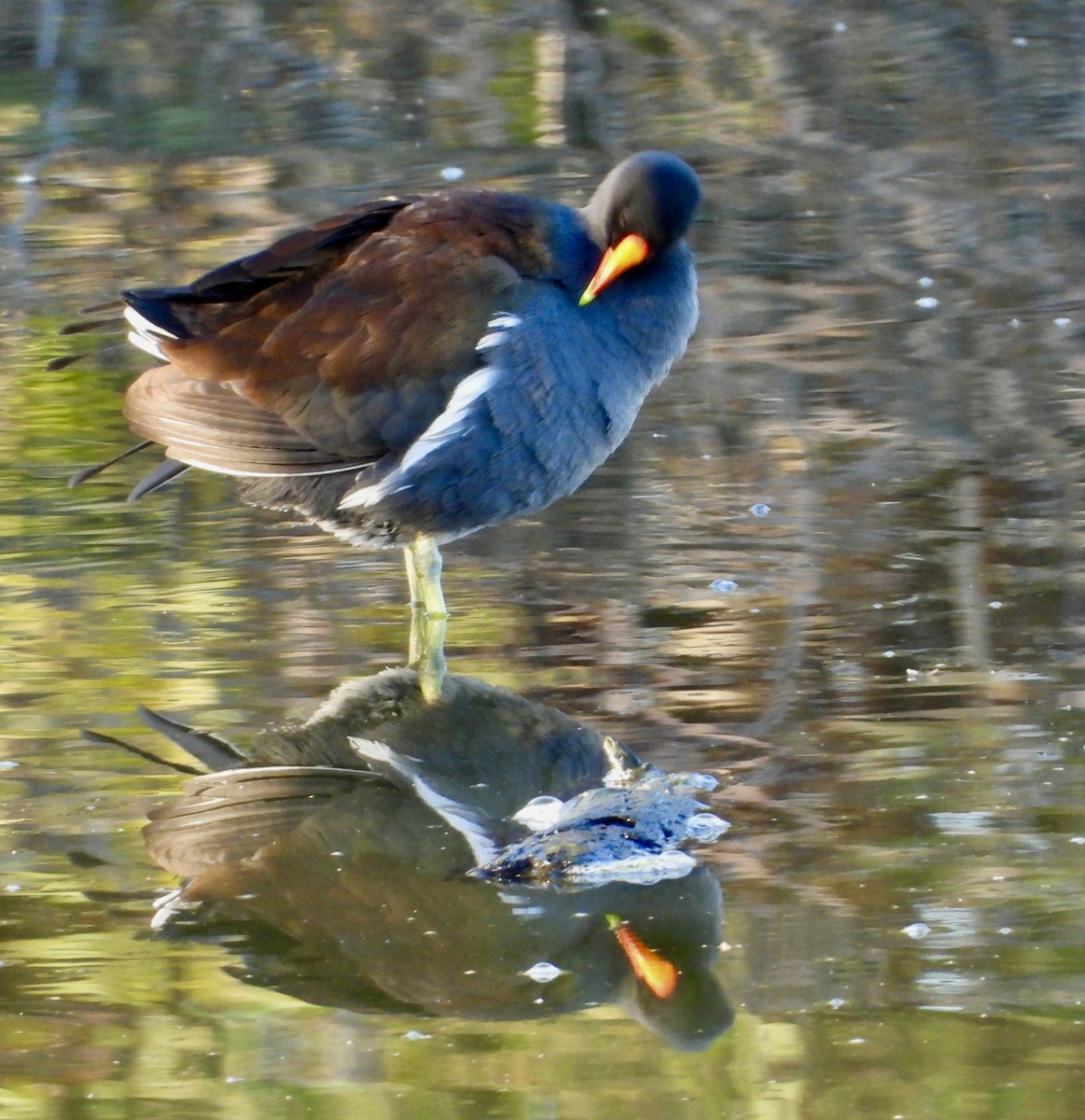 Common Gallinule - ML646469675