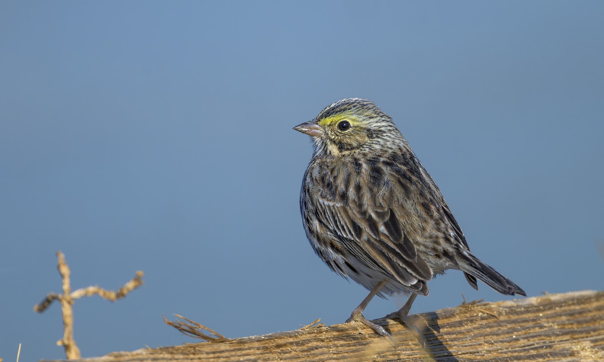 Chingolo Sabanero - ML646469676