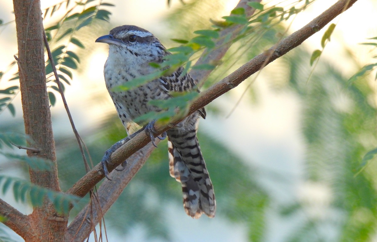 ユカタンサボテンミソサザイ - ML646469682