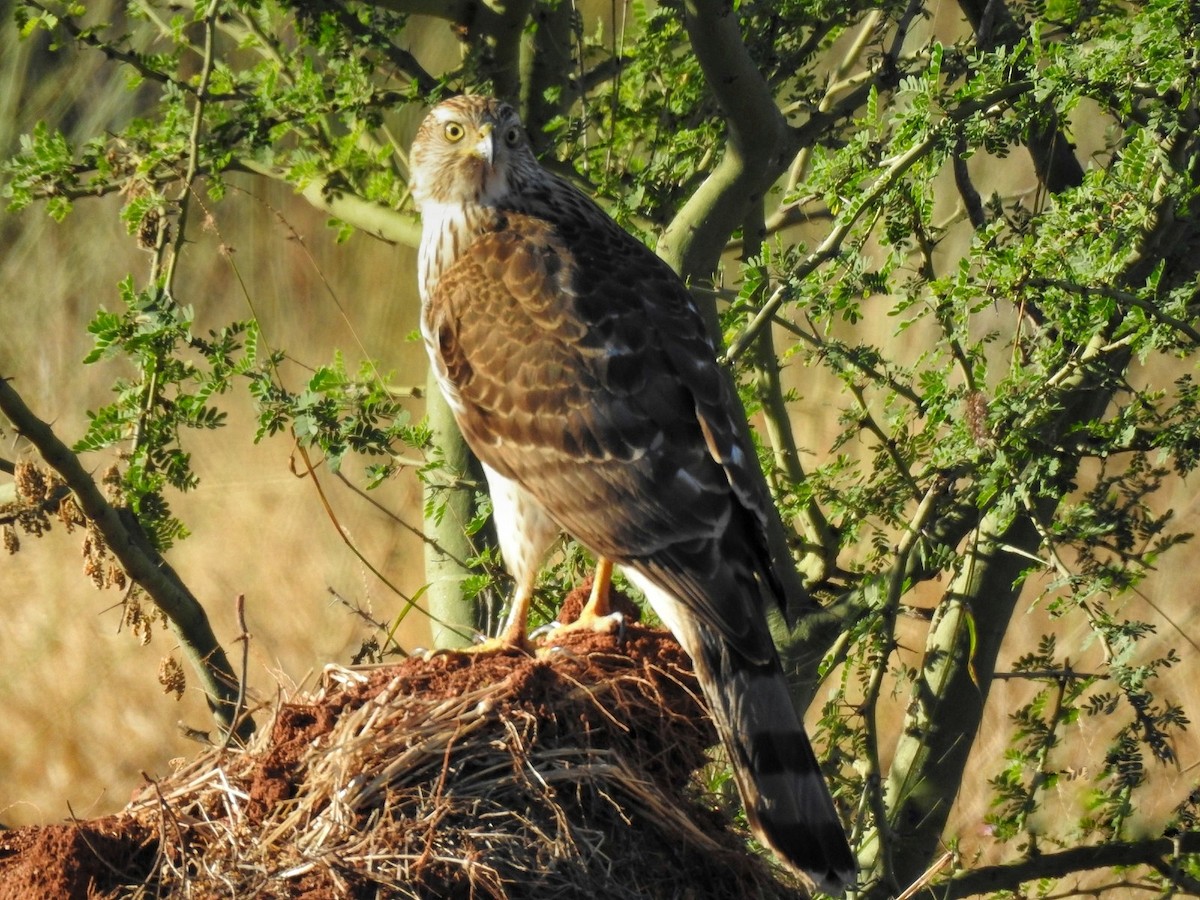 Cooper's Hawk - ML646469685