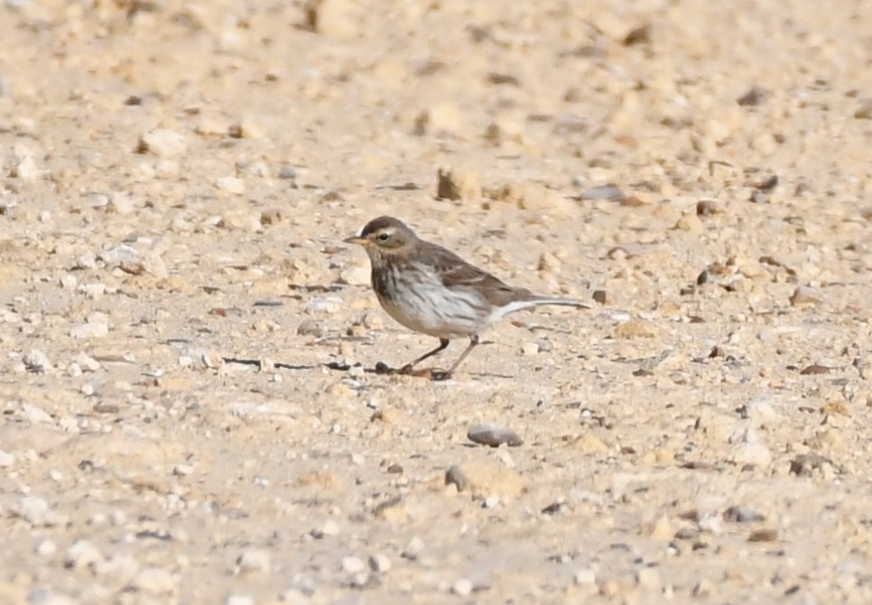 Щеврик гірський - ML646469686