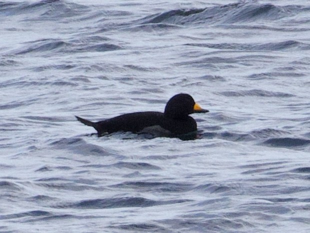 Американская синьга - ML646469687