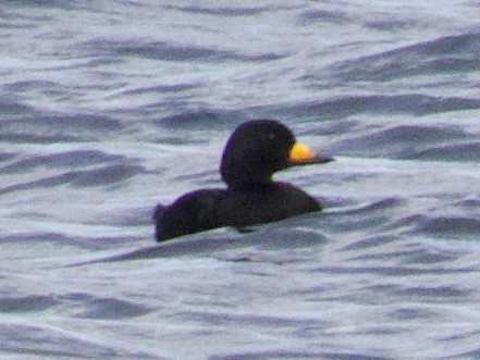 Американская синьга - ML646469688