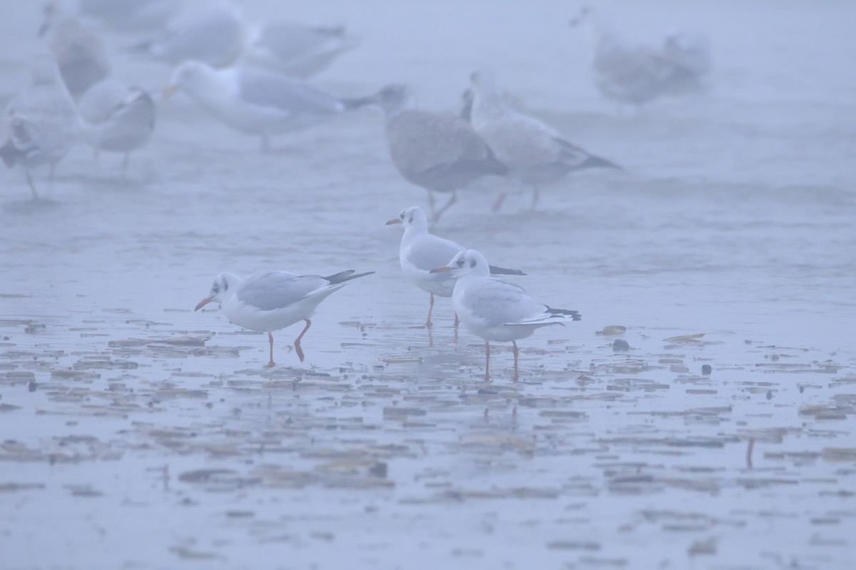 ユリカモメ - ML646469690