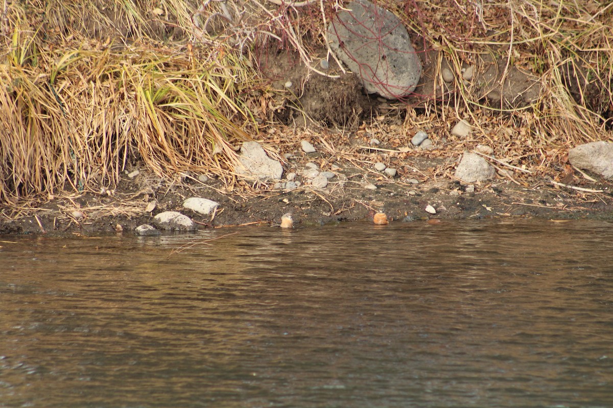 Странствующий дрозд - ML646469691