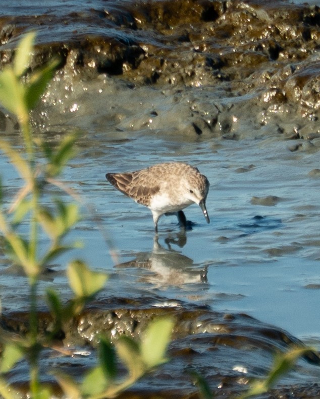 Semipalmated Sandpiper - ML646469692