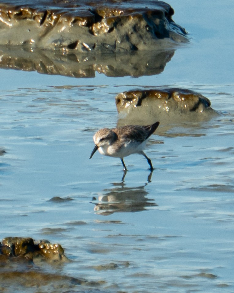Semipalmated Sandpiper - ML646469693