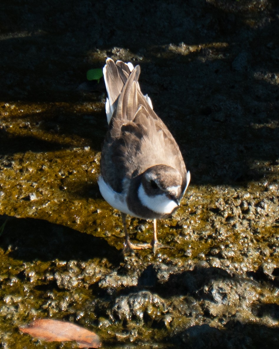 Semipalmated Plover - ML646469704