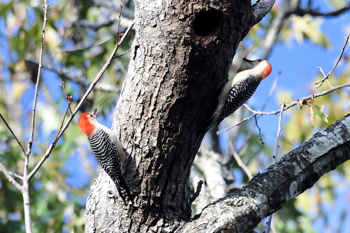 Red-bellied Woodpecker - ML646469705