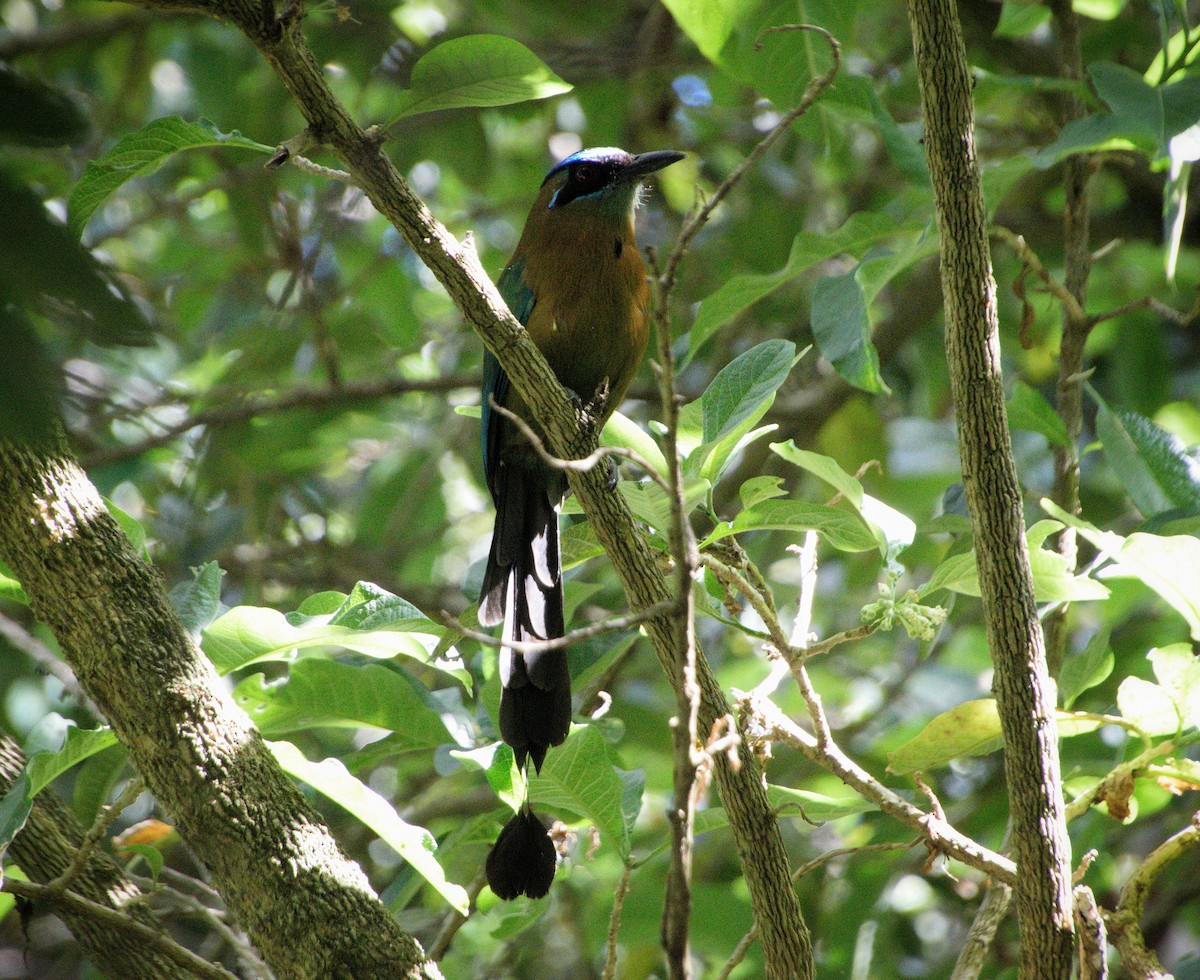 Lesson's Motmot - ML646469706