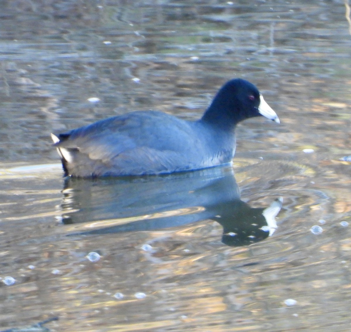 American Coot - ML646469707