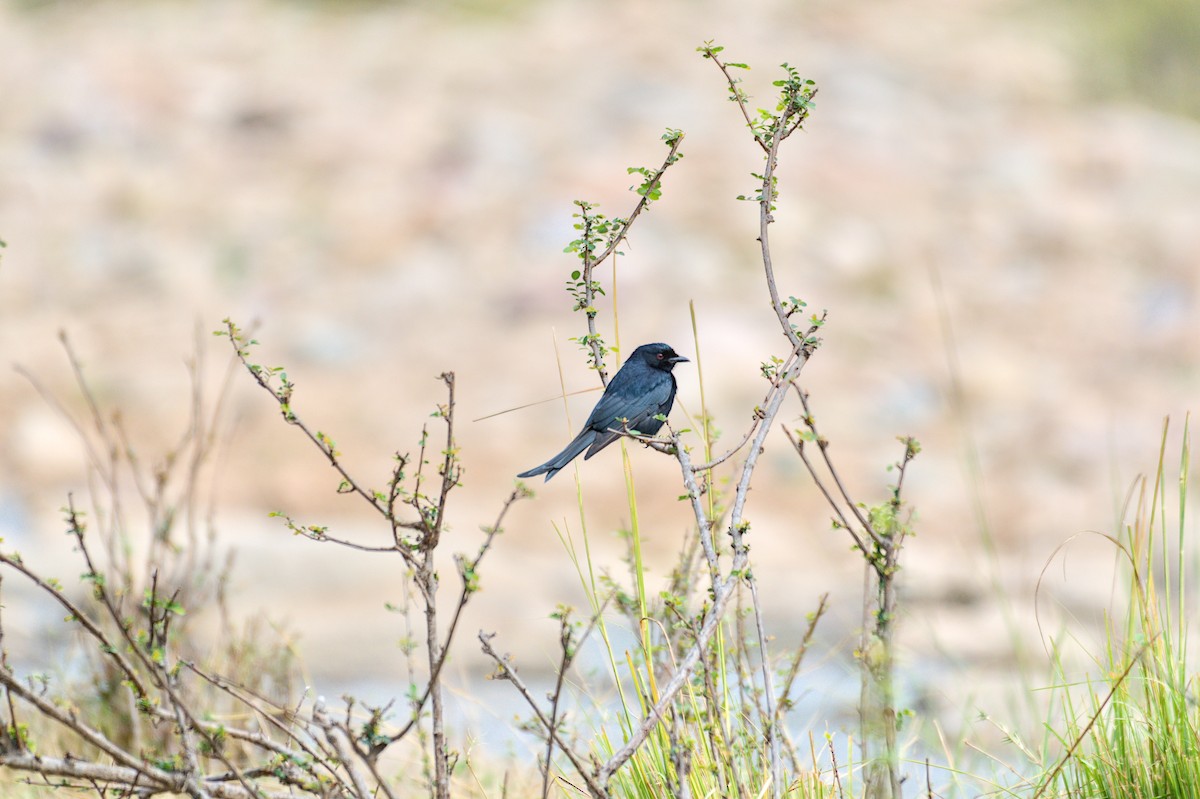 Fork-tailed Drongo - ML646469709