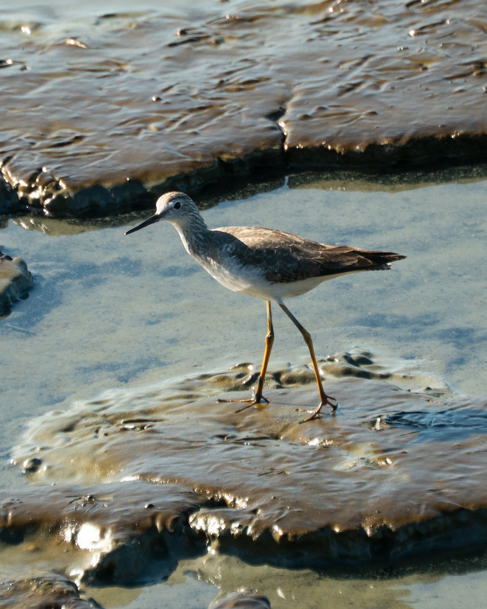 Lesser Yellowlegs - ML646469710