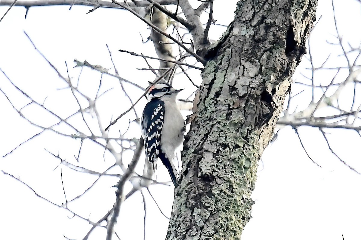 Downy Woodpecker - ML646469711