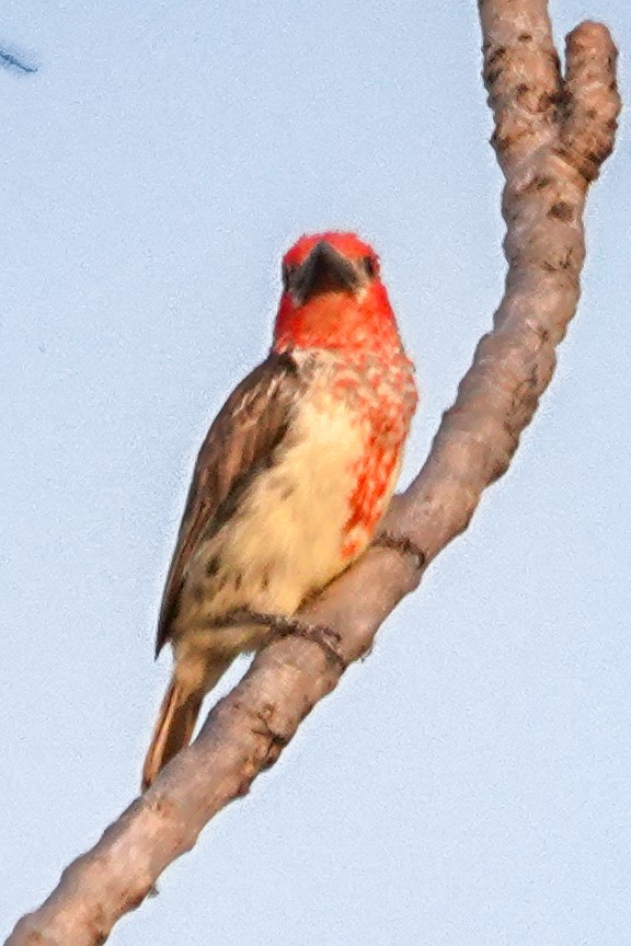 Vieillot's Barbet - ML646469712