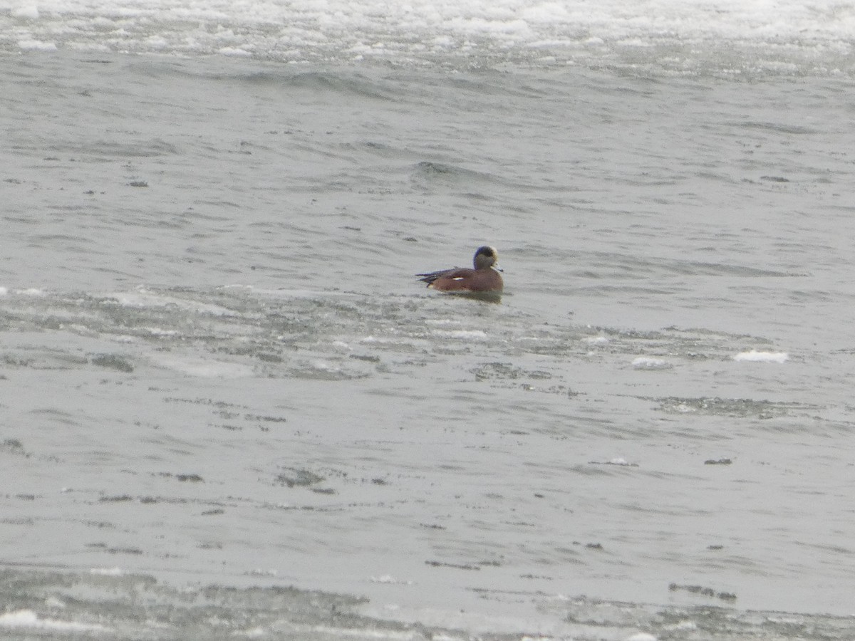 アメリカヒドリ - ML646469714