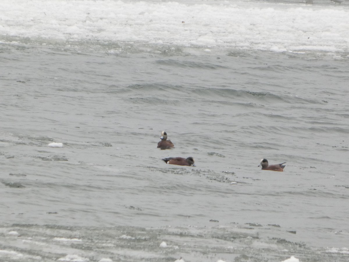 アメリカヒドリ - ML646469715