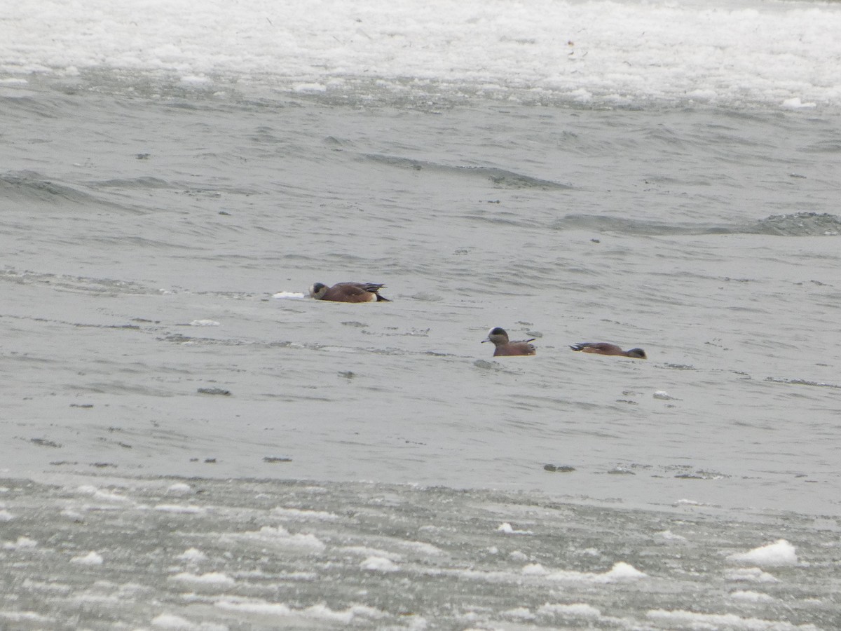 アメリカヒドリ - ML646469716