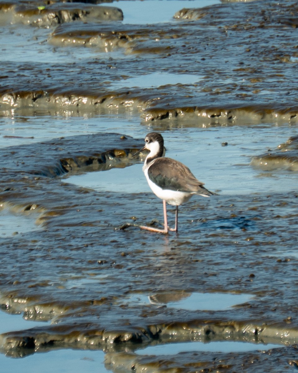 Black-necked Stilt (White-backed) - ML646469717