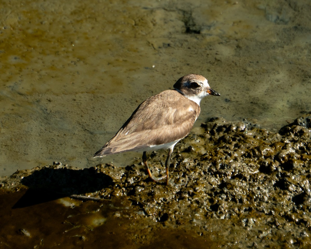 Semipalmated Plover - ML646469721