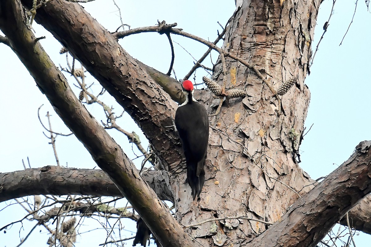 datel chocholatý - ML646469722
