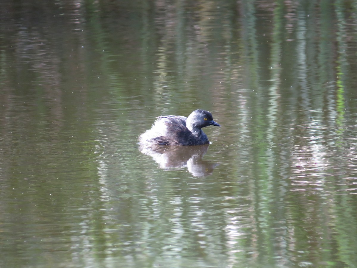 pygmédykker - ML646469724