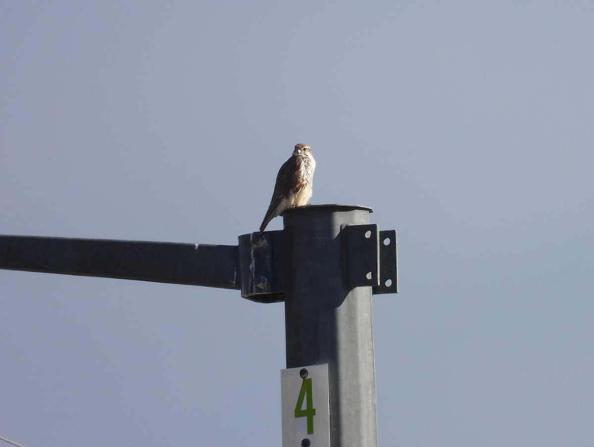 Prairie Falcon - ML646469727