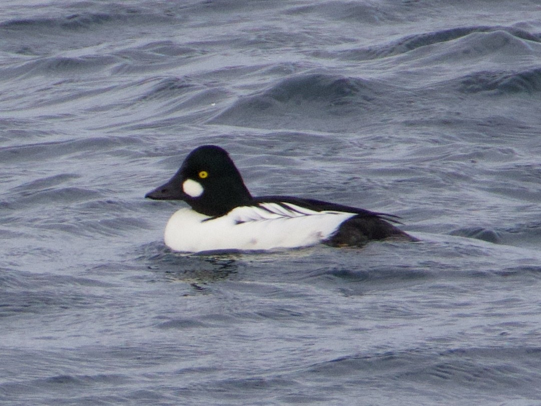 Common Goldeneye - ML646469728