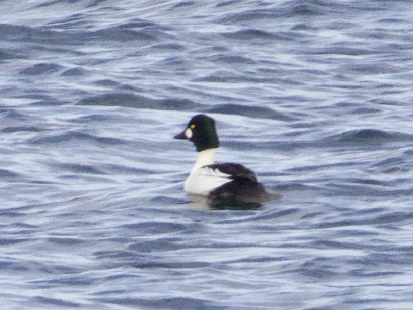 Common Goldeneye - ML646469729