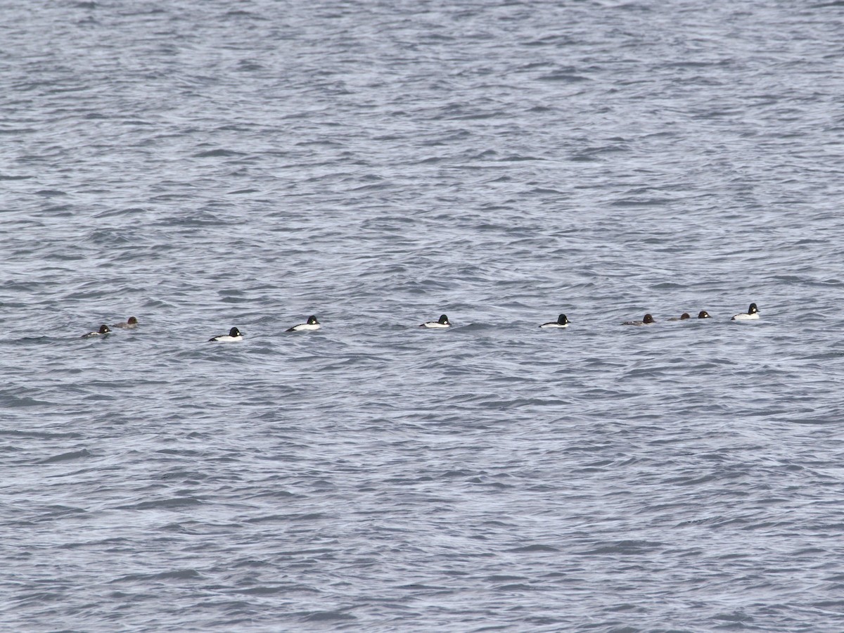 Common Goldeneye - ML646469730