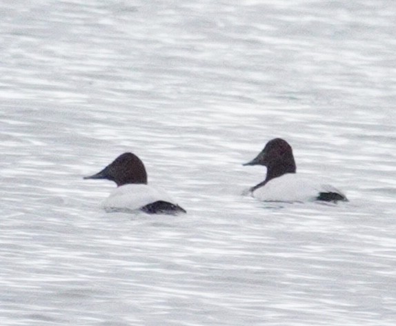 帆背潛鴨 - ML646469731