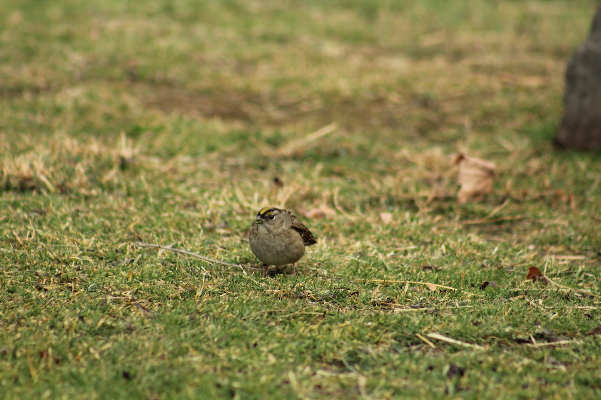 Чернобровая овсянка - ML646469733